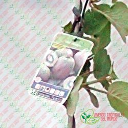 Kiwi Hembra (Actinidia deliciosa) / Planta de 1 año