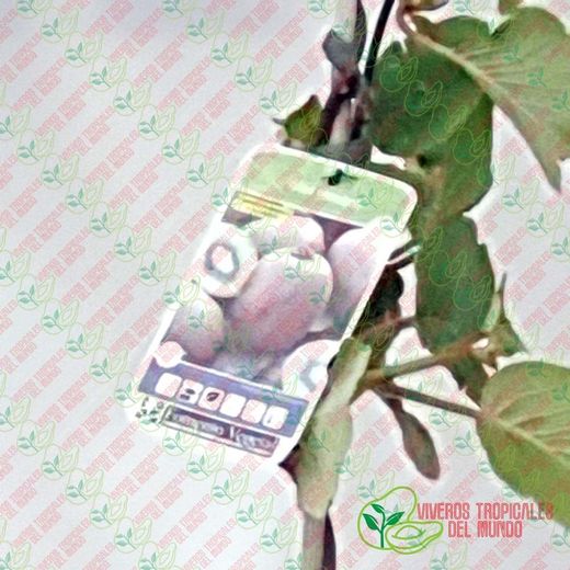 Kiwi Hembra (Actinidia deliciosa) / Planta de 1 año