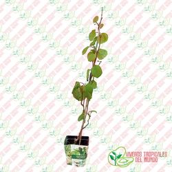 Kiwi Macho (Actinidia deliciosa) / Planta de 1 año