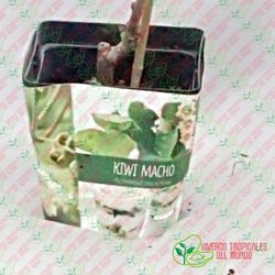 Kiwi Macho (Actinidia deliciosa) / Planta de 1 año
