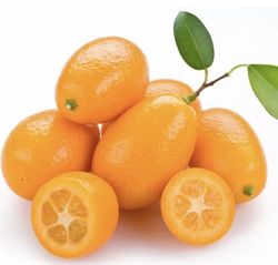 Kumquat (Fortunella)