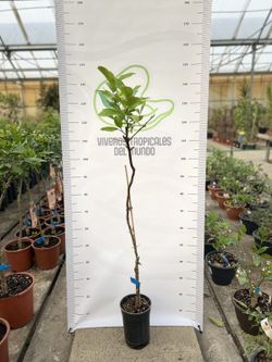 Limonero Eureka en Maceta – Árbol Cítrico Productivo con Limones Jugosos y Aromáticos