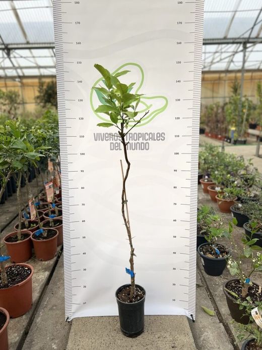 Limonero Eureka en Maceta – Árbol Cítrico Productivo con Limones Jugosos y Aromáticos