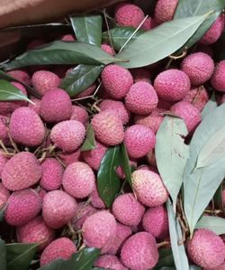 Litchi (Chinensis) Variedad Kway May Pink / Planta de 1 año