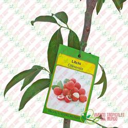 Litchi (Chinensis) Variedad Kway May Pink / Planta de 1 año
