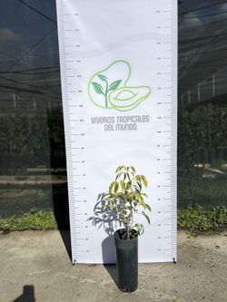 Litchi (Chinensis) Variedad Wai Chee / Planta de 1 año