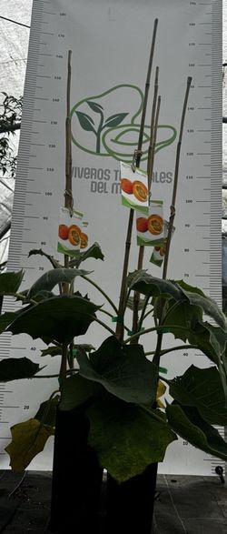 Lulo (Solanum quitoense) / Planta de 1 año