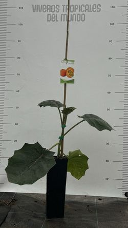 Lulo (Solanum quitoense) / Planta de 1 año