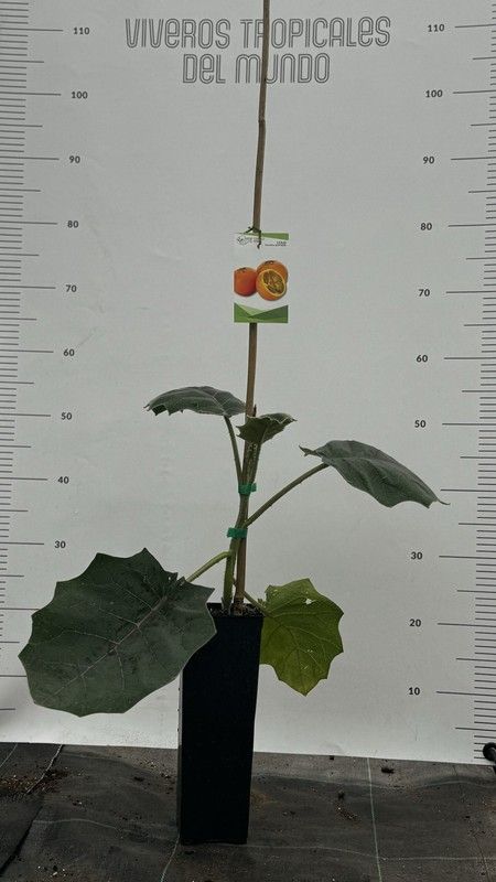 Lulo (Solanum quitoense) / Planta de 1 año