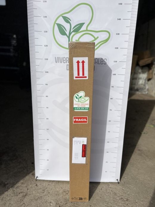 Mandarino Variedad Clementina o Clemenules / planta de 2 años