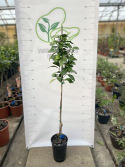 Mandarino Variedad Clementina o Clemenules / planta de 2 años