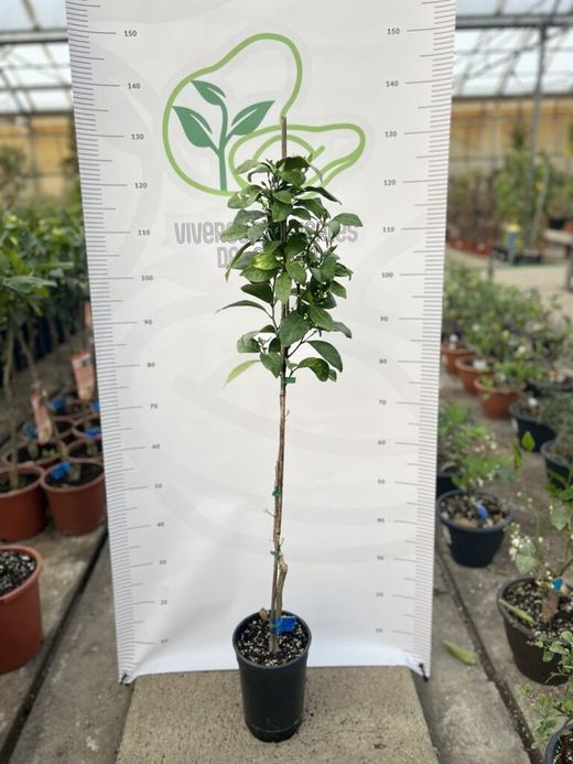 Mandarino Variedad Clementina o Clemenules / planta de 2 años