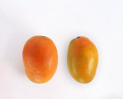 Mangifera Indica ( Mango Gomera 3)