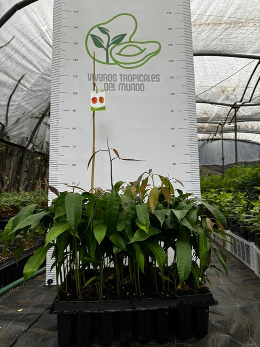 Mangifera Indica ( Mango Gomera 3)