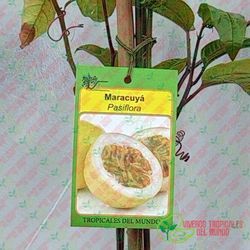 Maracuyá Amarilla (Passiflora edulis f. flavicarpa) Variedad Gigante / Planta de 1 año