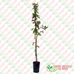 Maracuyá Amarilla (Passiflora edulis f. flavicarpa) Variedad Gigante / Planta de 1 año