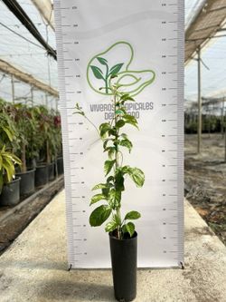 Maracuyá (Passiflora edulis ) Planta de 1 año