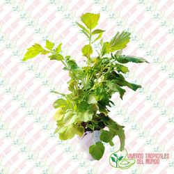 Mejorana (Origanum Majorana)