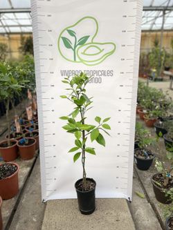 Naranjo Washington Navel en Maceta – Árbol Frutal Cítrico sin Semillas | Naranjas Dulces y Jugosas | Ideal para Huerto o Jardín