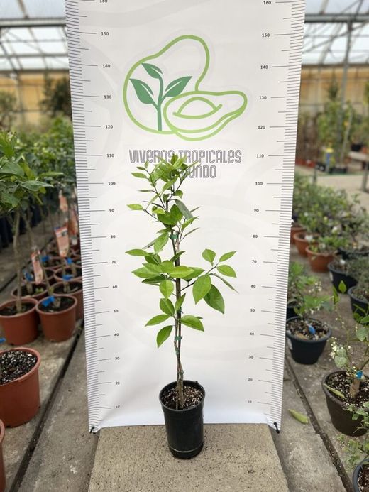 Naranjo Washington Navel en Maceta – Árbol Frutal Cítrico sin Semillas | Naranjas Dulces y Jugosas | Ideal para Huerto o Jardín