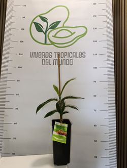 Planta de Nispero Bravío