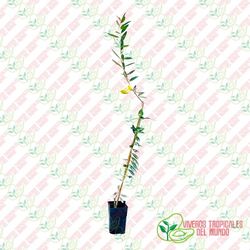 Olivo (Olea Europea) Variedad Alberquino / Planta de 1 año