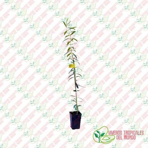 Olivo (Olea Europea) Variedad Changlot Real / Planta de 1 año