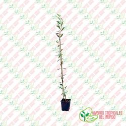 Olivo (Olea Europea) Variedad Cornicabra / Planta de 1 año
