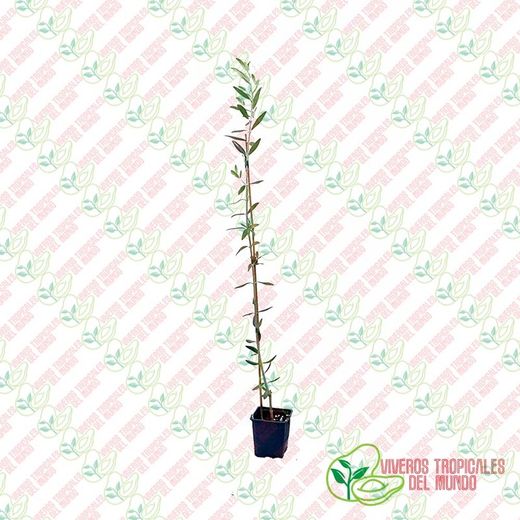 Olivo (Olea Europea) Variedad Cornicabra / Planta de 1 año