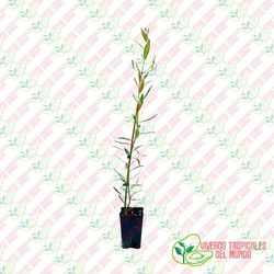 Olivo (Olea Europea) Variedad Hojiblanca / Planta de 1 año