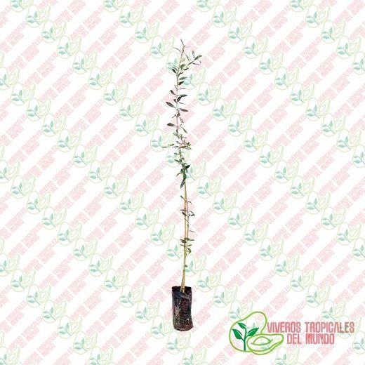 Olivo (Olea Europea) Variedad Manzanillo / Planta de 1 año