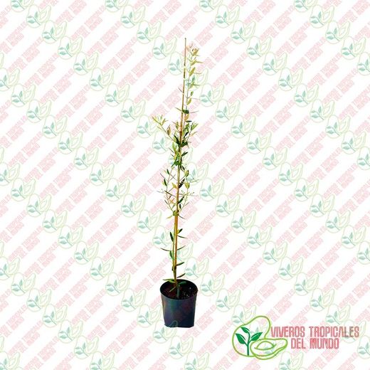 Olivo (Olea Europea) Variedad Nevadillo / Planta de 1 año