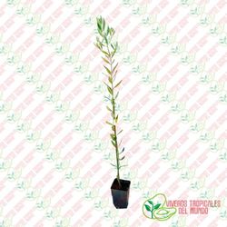 Olivo (Olea Europea) Variedad Ocal / Planta de 1 año