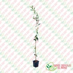 Olivo (Olea Europea) Variedad Picudo / Planta de 1 año