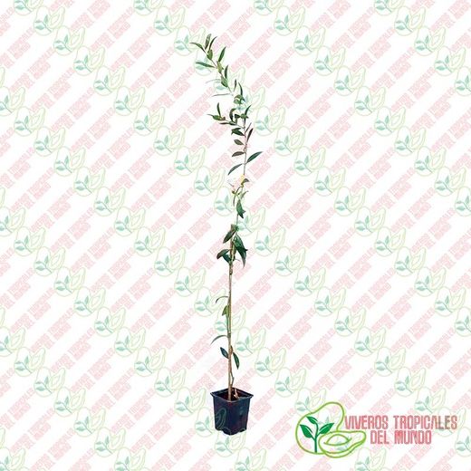 Olivo (Olea Europea) Variedad Picudo / Planta de 1 año