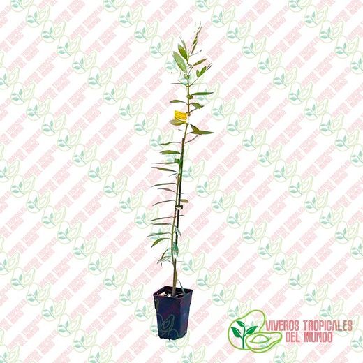 Olivo (Olea Europea) Variedad Verdial / Planta de 1 año