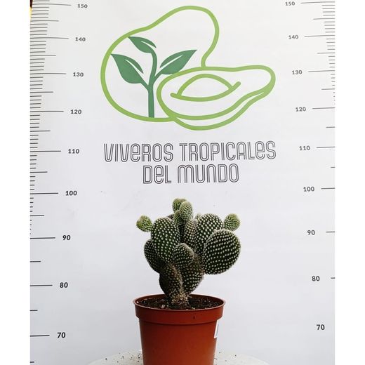 Opuntia microdasys M-14