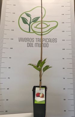 PACK 2 Mamon verde, 2 Argan, 2 Garcinia intermedia y 2 Garcinia Brasilensis