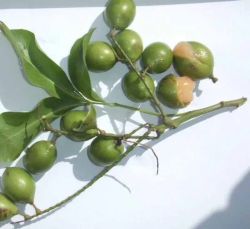PACK 2 Mamon verde, 2 Argan, 2 Garcinia intermedia y 2 Garcinia Brasilensis