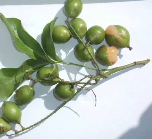PACK 2 Mamon verde, 2 Argan, 2 Garcinia intermedia y 2 Garcinia Brasilensis