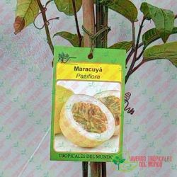 Pack 2 Maracuya Morada y 2 Maracuya Amarilla