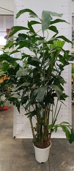 Palmera Caryota (Caryota Mitis, Palmera Cola de pez) M-20