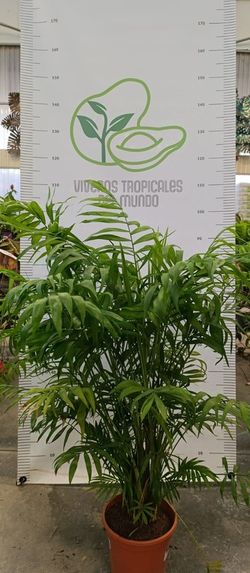Palmera Chamaedorea (Chamaedorea Elegans) M-22