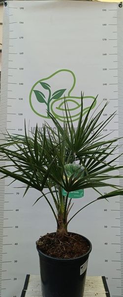 Palmera Chamerops Humillis M-20