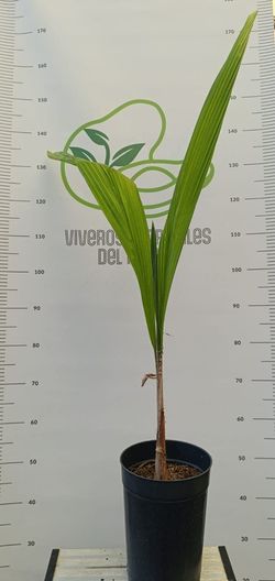Palmera Coco Plumoso(Syagrus romanzoffiana)