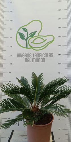 Palmera Cyca Revoluta (Sagú, Palma de Sagú, Cica de Japón, Palma de Iglesia)