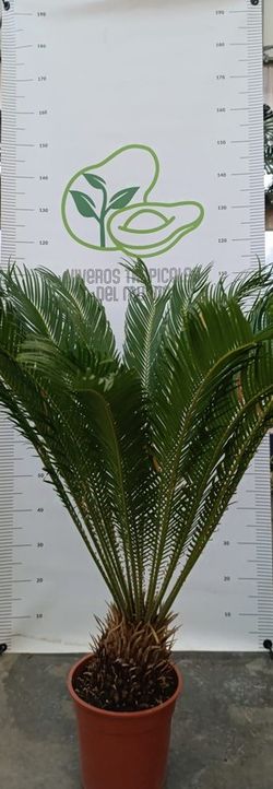 Palmera Cyca Revoluta (Sagú, Palma de Sagú, Cica de Japón, Palma de Iglesia) M-21