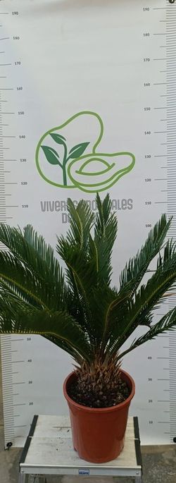 Palmera Cyca Revoluta(Sagú, Palma de Sagú, Cica de Japón, Palma de Iglesia) M-20