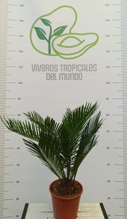 Palmera Cyca Revoluta(Sagú, Palma de Sagú, Cica del Japón, Palma de iglesia)