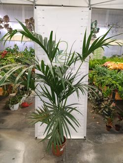 Palmera Kentia (Howea Forsteriana, Beccari) M-21